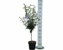 Garteneibisch FloraSelf Hibiscus Syriacus 'Red Heart' Stamm Ca. 40 Cm Gesamt H 60-80 Cm Co 6 L -FloraSelf Geschäft DV 8 10357617 01 4c DE 20201222094752