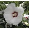 Garteneibisch FloraSelf Hibiscus Syriacus 'Red Heart' Stamm Ca. 40 Cm Gesamt H 60-80 Cm Co 6 L -FloraSelf Geschäft DV 8 10357617 02 4c DE 20201221234651