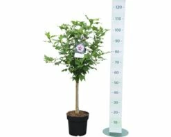 Garteneibisch FloraSelf Hibiscus Syriacus 'Hamabo' Stamm Ca. 40 Cm Gesamt H 60-80 Cm Co 6 L -FloraSelf Geschäft DV 8 10357618 01 4c DE 20201223051653