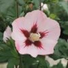 Garteneibisch FloraSelf Hibiscus Syriacus 'Hamabo' Stamm Ca. 40 Cm Gesamt H 60-80 Cm Co 6 L -FloraSelf Geschäft DV 8 10357618 02 4c DE 20201222051655