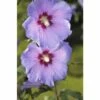 Garteneibisch FloraSelf Hibiscus Syriacus 'Chiffon' H 50-60 Cm Co 4 L 2 Garteneibisch FloraSelf Hibiscus Syriacus 'Chiffon' H 50-60 Cm Co 4 L -FloraSelf Geschäft DV 8 10357619 02 4c DE 20201222051655