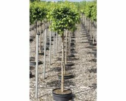 FloraSelf Geschäft -FloraSelf Geschäft DV 8 10357633 01 4c DE 20201222051655