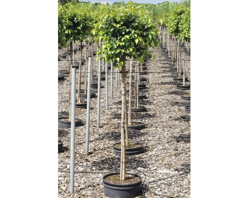 Birke FloraSelf Petula Pendula 'Magical Globe' Stammhöhe Ca. 125 Cm Co 18 L 4 Birke FloraSelf Petula Pendula 'Magical Globe' Stammhöhe Ca. 125 Cm Co 18 L – Bild 2