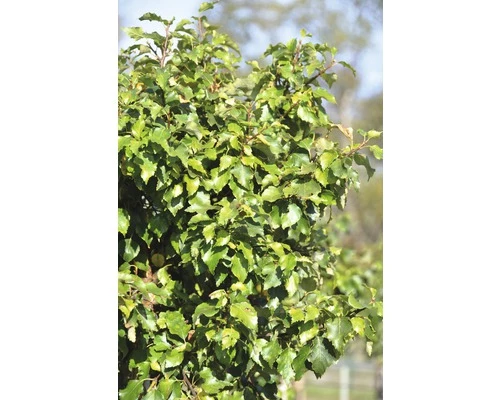 Birke FloraSelf Petula Pendula 'Magical Globe' Stammhöhe Ca. 125 Cm Co 18 L 3 Birke FloraSelf Petula Pendula 'Magical Globe' Stammhöhe Ca. 125 Cm Co 18 L