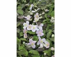 Anemonen Waldrebe Spalier FloraSelf Clematis Montana 'Mayleen' H Ca. 60 Cm Co 6 L