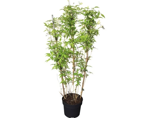 Berg-Waldrebe Spalier FloraSelf Clematis Montana 'Grandiflora' H Ca. 60 Cm Co 6 L 4 Berg-Waldrebe Spalier FloraSelf Clematis Montana 'Grandiflora' H Ca. 60 Cm Co 6 L – Bild 2