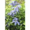 Alpen-Waldrebe Spalier FloraSelf Clematis Alpina H Ca. 60 Cm Co 6 L -FloraSelf Geschäft DV 8 10357641 02 4c DE 20210329080044