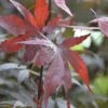 Roter Fächerahorn FloraSelf Acer Palmatum 'Bloodgood' H 80-100 Cm Co 10 L -FloraSelf Geschäft DV 8 10357644 01 4c DE 20201222051655
