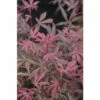 Fächerahorn FloraSelf Acer Palmatum 'Jerre Schwartz' H 80-100 Cm Co 10 L -FloraSelf Geschäft DV 8 10357645 01 4c DE 20201222051655