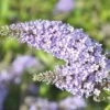 Sommerflieder FloraSelf Buddleja Davidii 'Monarch Glass Slippers' ® H Ca. 40 Cm Co 4,5 L -FloraSelf Geschäft DV 8 10357671 01 4c DE 20201222051655