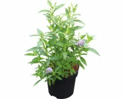 Sommerflieder FloraSelf Buddleja Davidii 'Monarch Glass Slippers' ® H Ca. 40 Cm Co 4,5 L -FloraSelf Geschäft DV 8 10357671 02 4c DE 20201223051653
