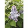 Edelflieder FloraSelf Syringa Vulgaris 'Belle De Nancy' H 40-60 Cm Co 3 L -FloraSelf Geschäft DV 8 10357693 01 4c DE 20201222051655