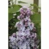 Edelflieder FloraSelf Syringa Vulgaris 'Michel Buchner' H 40-60 Cm Co 3 L -FloraSelf Geschäft DV 8 10357696 01 4c DE 20201222051655