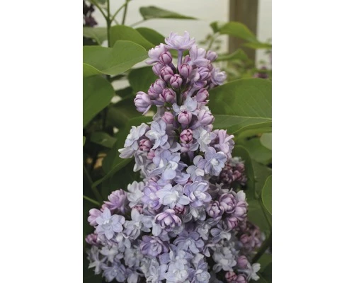 Edelflieder FloraSelf Syringa Vulgaris 'Michel Buchner' H 40-60 Cm Co 3 L 3 Edelflieder FloraSelf Syringa Vulgaris 'Michel Buchner' H 40-60 Cm Co 3 L