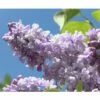 Edelflieder FloraSelf Syringa Vulgaris 'Beauty Of Moscow' H 40-60 Cm Co 3 L
