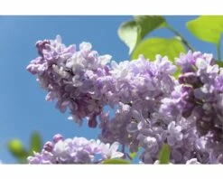 Edelflieder FloraSelf Syringa Vulgaris 'Beauty Of Moscow' H 40-60 Cm Co 3 L