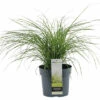 Zwerg-Chinaschilf FloraSelf Miscanthus Sinensis 'Cute One' H 10-30 Cm Co 3 L -FloraSelf Geschäft DV 8 10365209 01 4c DE 20220525131659