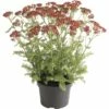 Schafgarbe FloraSelf Achillea Millefolium 'Red Beauty' H 10-60 Cm Co 3 L -FloraSelf Geschäft DV 8 10365386 01 4c DE 20220719114652