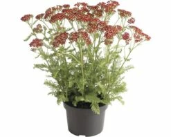 Schafgarbe FloraSelf Achillea Millefolium 'Red Beauty' H 10-60 Cm Co 3 L