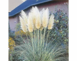 Silber-weiße Pampasgras FloraSelf Cortaderia Selloana H 10-40 Cm T 14 Cm