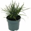Ungarische Blaugras FloraSelf Sesleria Sadleriana H 10-30 Cm T 14 Cm 1 Ungarische Blaugras FloraSelf Sesleria Sadleriana H 10-30 Cm T 14 Cm -FloraSelf Geschäft DV 8 10373365 01 4c DE 20210129094758