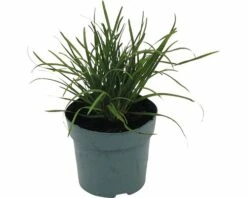 Ungarische Blaugras FloraSelf Sesleria Sadleriana H 10-30 Cm T 14 Cm