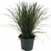 Rote Garten-Segge FloraSelf Carex Testacea 'Prairie Fire' H 5-15 Cm T 14 Cm -FloraSelf Geschäft DV 8 10373369 01 4c DE 20210129094758