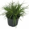 Segge FloraSelf Carex Oshimensis 'Green Wonder' H 5-30 Cm T 14 Cm 2 Segge FloraSelf Carex Oshimensis 'Green Wonder' H 5-30 Cm T 14 Cm -FloraSelf Geschäft DV 8 10373510 01 4c DE 20210129094658