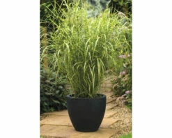 Zebraschilf Chinaschilf FloraSelf Miscanthus Sinensis 'Goldbreeze' H 10-80 Cm Co 3 L -FloraSelf Geschäft DV 8 10373519 01 4c DE 20220525131659