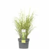 Zebraschilf Chinaschilf FloraSelf Miscanthus Sinensis 'Goldbreeze' H 10-80 Cm Co 3 L -FloraSelf Geschäft DV 8 10373519 02 4c DE 20220525131659