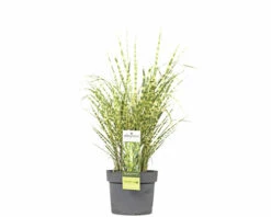 Zebraschilf Chinaschilf FloraSelf Miscanthus Sinensis 'Goldbreeze' H 10-80 Cm Co 3 L