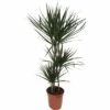 Drachenbaum FloraSelf Dracaena 'Marginata' H Ca. 130 Cm Ø 24 Cm Topf -FloraSelf Geschäft DV 8 10380974 01 4c NL 20201223084758