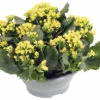 Flammendes Käthchen FloraSelf Kalanchoe Blosfeldiana H 15-20 Cm Ø 23 Cm Kunststoffplanzschale Gelb -FloraSelf Geschäft DV 8 10394916 01 4c DE 20220628051657