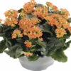 Flammendes Käthchen FloraSelf Kalanchoe Blosfeldiana H 15-20 Cm Ø 23 Cm Kunststoffplanzschale Orange -FloraSelf Geschäft DV 8 10394917 01 4c DE 20220628051657