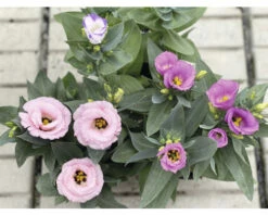 Eustoma, Prärieenzian FloraSelf Eustoma Russelianum Ø 13 Cm Topf