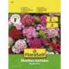 Bartnelke 'Double Mix' FloraSelf Samenfestes Saatgut Blumensamen