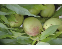 Zwerg-Nektarine Stämmchen FloraSelf Prunus 'Nectapersica' Stämmchen H Ca. 80 Cm Co 7,5 L Selbstbefruchter