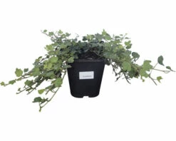 Efeu FloraSelf Hedera Helix 'Duckfoot' H Ca. 10 Cm Co 1 L