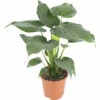 Alocasie, Pfeilblatt FloraSelf Alocasia Cucullata H 90-100 Cm Ø 21 Cm Topf -FloraSelf Geschäft DV 8 10496716 01 4c DE 20220511114652