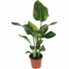 Baumstrelitzie FloraSelf Strelitzia Nicolai H 90-100 Cm Ø 21 Cm Topf