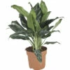 Kolbenfaden FloraSelf Aglaonema 'Silver Splash' H 40-60 Cm Ø 17 Cm Topf