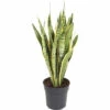 Bogenhanf FloraSelf Sansevieria Trifasciata 'Laurentii' H 80-90 Cm Ø 24 Cm Topf 2 Bogenhanf FloraSelf Sansevieria Trifasciata 'Laurentii' H 80-90 Cm Ø 24 Cm Topf -FloraSelf Geschäft DV 8 10496730 01 4c DE 20220111051652