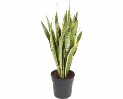 Bogenhanf FloraSelf Sansevieria Trifasciata 'Laurentii' H 80-90 Cm Ø 24 Cm Topf