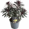 Wolfsmilch Rot FloraSelf Euphorbia Amygdaloides 'Purpurea' H 5-50 Cm T 15 Cm -FloraSelf Geschäft DV 8 10506213 01 4c DE 20230202144654
