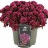 Purpurfettblatt FloraSelf Sedum 'Deep Rose' H 5-15 Cm Co 3 L -FloraSelf Geschäft DV 8 10506216 01 4c DE 20220721084652