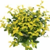 Leuchtend Gelbe Kriechspindel FloraSelf Euonymus Fort. GOLDMINE ® H 25-30 Cm Co 5 L Buschig -FloraSelf Geschäft DV 8 10507737 01 4c DE 20220309102805