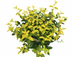 Leuchtend Gelbe Kriechspindel FloraSelf Euonymus Fort. GOLDMINE ® H 25-30 Cm Co 5 L Buschig