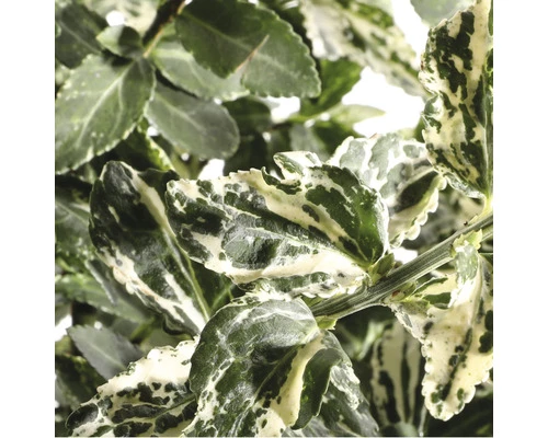 Kriechspindel FloraSelf Euonymus Fortunei 'Harlequin' H 20-25 Cm Co 2 L (3 Stk.) 5 Kriechspindel FloraSelf Euonymus Fortunei 'Harlequin' H 20-25 Cm Co 2 L (3 Stk.) – Bild 3