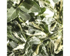 Kriechspindel 'Harlequin' FloraSelf Euonymus Fortunei 'Harlequin' H 20-25 Cm Co 5 L Buschig -FloraSelf Geschäft DV 8 10507738 01 4c DE 20220222125046