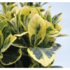 Japanischer Spindelstrauch FloraSelf Euonymus Japonicus 'Marieke' H 30-40 Cm Co 5 L Buschig -FloraSelf Geschäft DV 8 10507750 01 4c DE 20220221114843